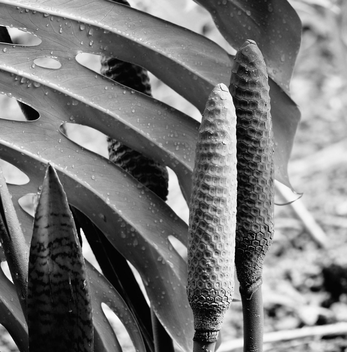 Bergianska Two Views of Amami Ōshima