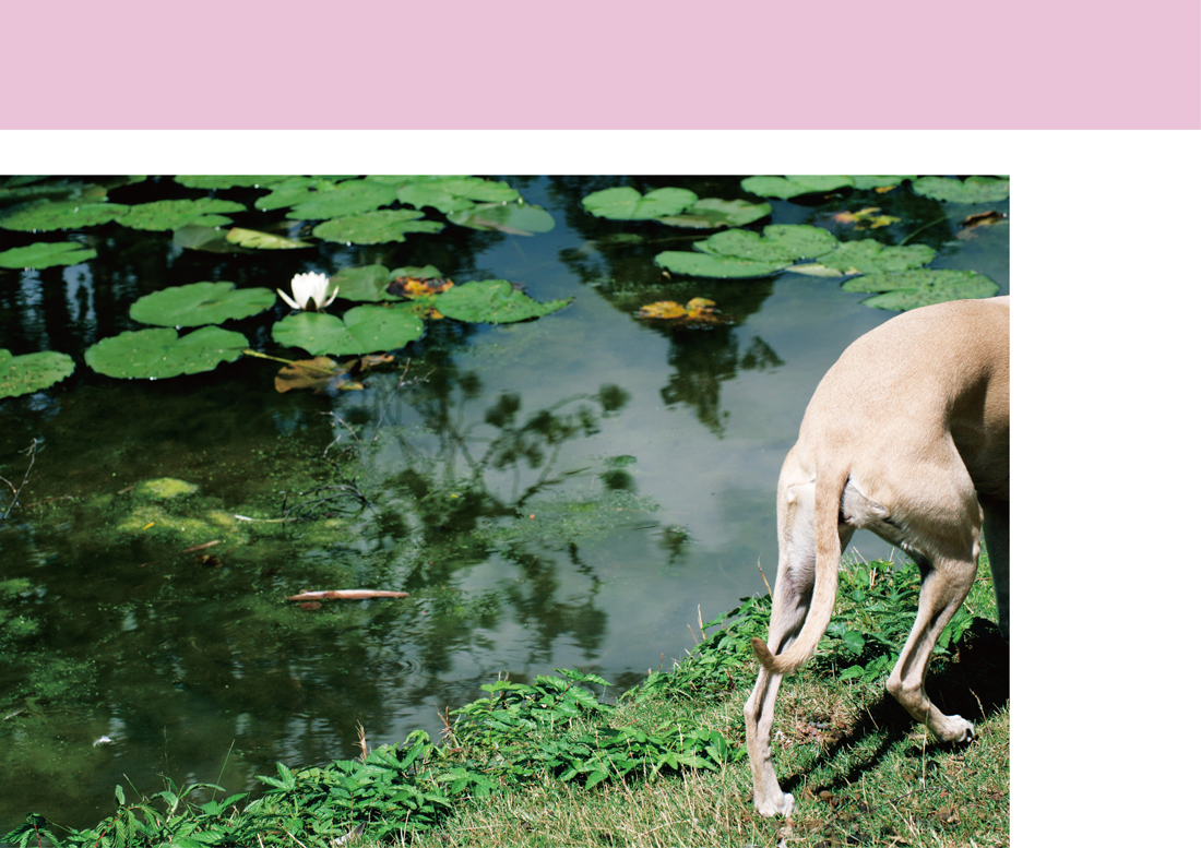 Bergianska Trädgården