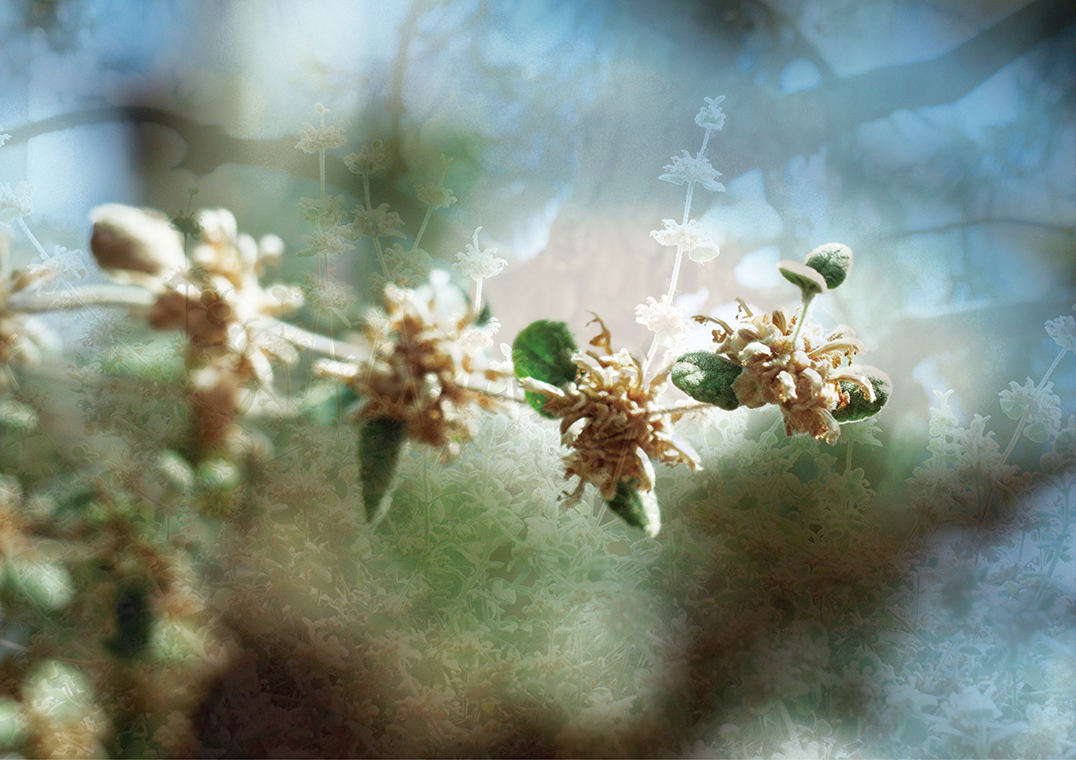 Bergianska Trädgården