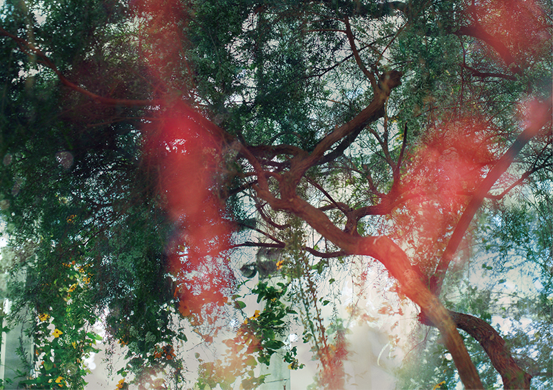 Bergianska Trädgården